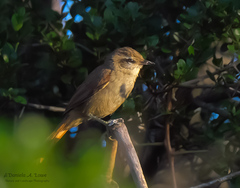 Cranioleuca pyrrhophia