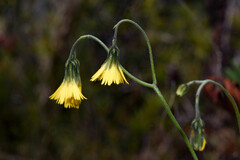 Hieracium sphagnicola
