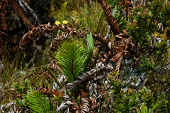 Hieracium sphagnicola