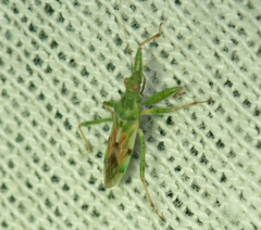 Nabis viridulus