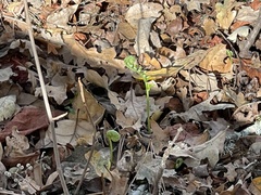 Polypodium calirhiza