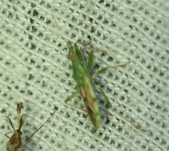 Nabis viridulus