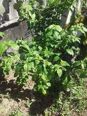 Capsicum chinense