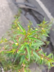 Ludwigia