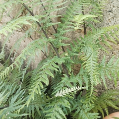 Pityrogramma calomelanos