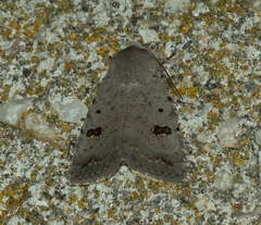 Caradrina kadenii