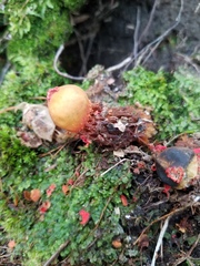 Calostoma