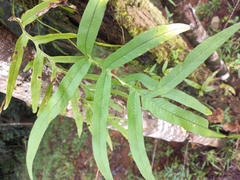 Polypodiaceae