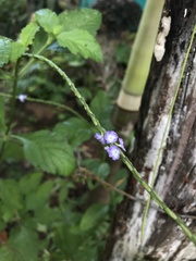 Stachytarpheta