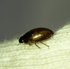 Enochrus