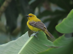 Icterus nigrogularis