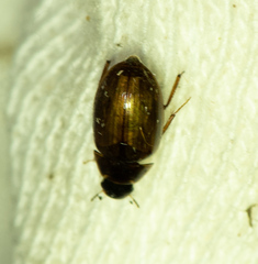 Enochrus