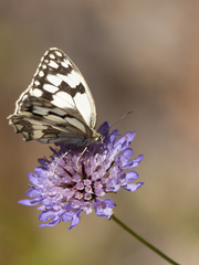 Melanargia lachesis
