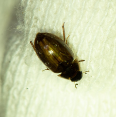 Enochrus