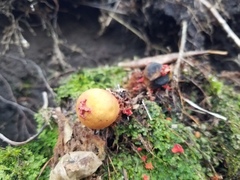 Calostoma