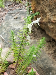 Chloanthes stoechadis