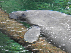 Trichechus manatus latirostris