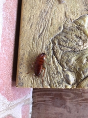 Periplaneta brunnea