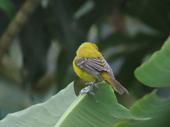 Icterus nigrogularis