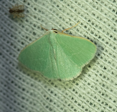 Xenochlorodes olympiaria