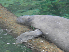 Trichechus manatus latirostris