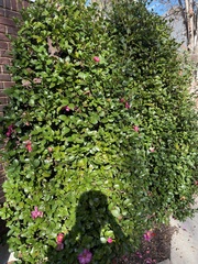 Theaceae