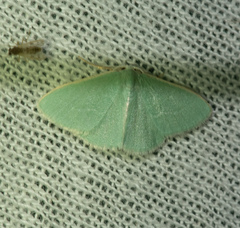 Xenochlorodes olympiaria