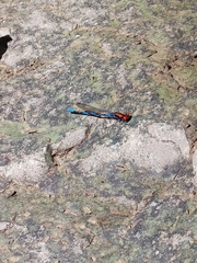Argia cupraurea