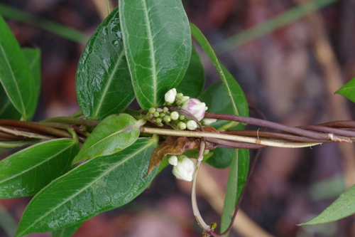 Cryptolepis oblongifolia image