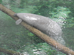 Trichechus manatus latirostris
