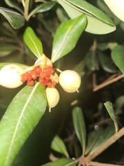 Pittosporum tobira