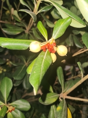 Pittosporum tobira