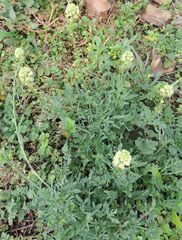 Reseda lutea