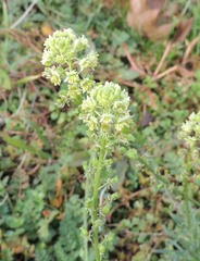 Reseda lutea