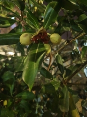 Pittosporum tobira