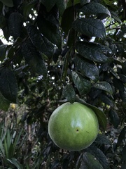 Crescentia cujete