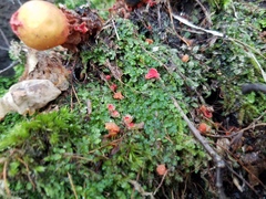 Calostoma
