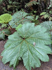 Gunnera insignis
