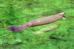 Trichechus manatus latirostris