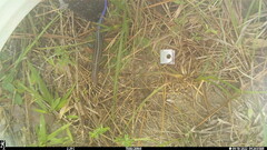 Plestiodon