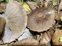 Inosperma cervicolor