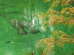 Trichechus manatus latirostris