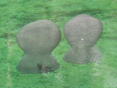 Trichechus manatus latirostris
