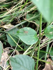 Ichneumon lotatorius
