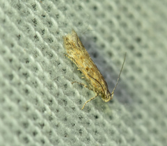 Gelechiidae