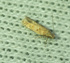 Gelechiidae