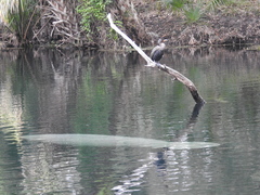 Trichechus manatus latirostris