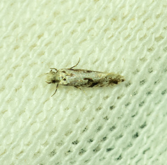 Tineidae