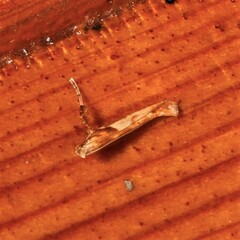 Caloptilia hemidactylella