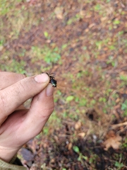 Poecilus lucublandus